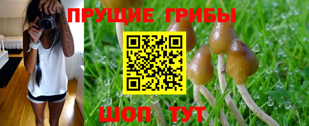 как найти наркотики  Галлюциногенные грибы MAGIC MUSHROOMS  Вход с VPN  Вязники  Псилоцибиновые грибы Cubensis 